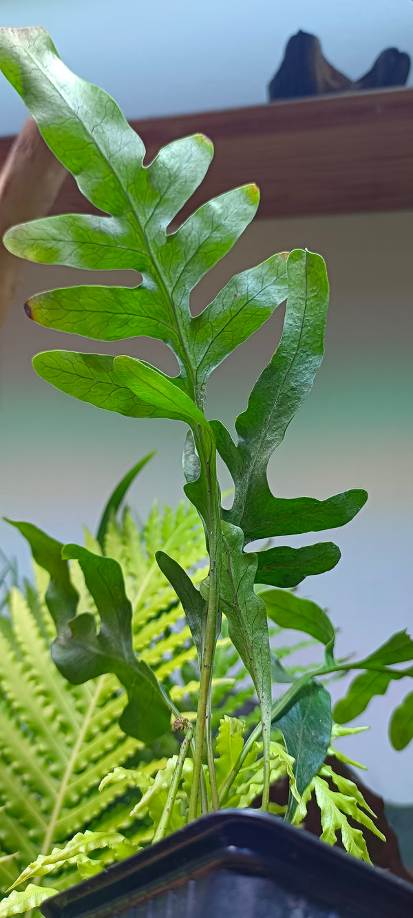 Helecho Lecanopteris mirabilis
