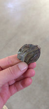 Nypa palm pod