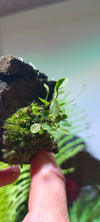 Orquidea Lepanthes mulleriana