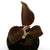 ORQUIDEA ANOECTOCHILUS ROXBURGHII X LUDISIA DISCOLOR