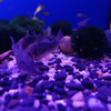 Brochis Splendens