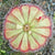 Drosera aliciae