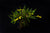 ORQUIDEA SIGMATOSTALIX GRAMINEA