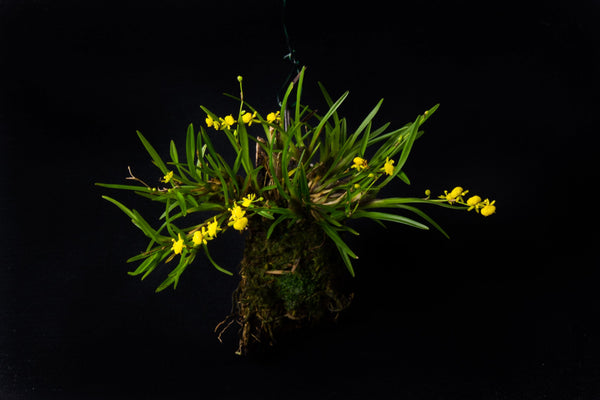 ORQUIDEA SIGMATOSTALIX GRAMINEA