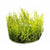 Amblystegium serpens In vitro
