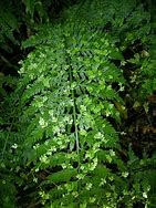 HELECHO ASPLENIUM BULBIFERUM
