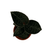 ORQUIDEA ANOECTOCHILUS FORMOSANUS