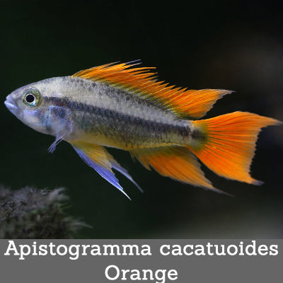 Apistogramma cacatuoides Orange