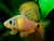 OREICHTHYS CRENUCHOIDES