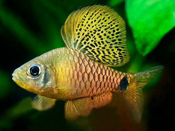 OREICHTHYS CRENUCHOIDES