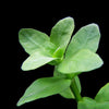 BACOPA MADAGASCARENSIS