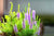 POGOSTEMON ERECTUS IN VITRO