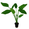 Echinodorus palaefolius en Maceta