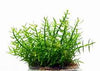GRATIOLA VISCIDULA IN VITRO