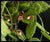 PLANTA TREPADORA DISCHIDIA HIRSUTA