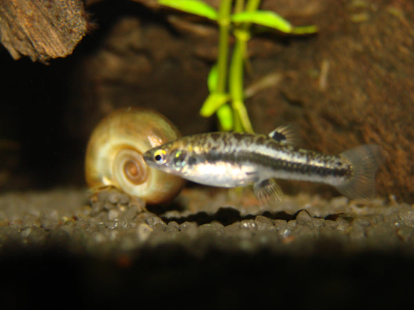 Heterandria Formosa
