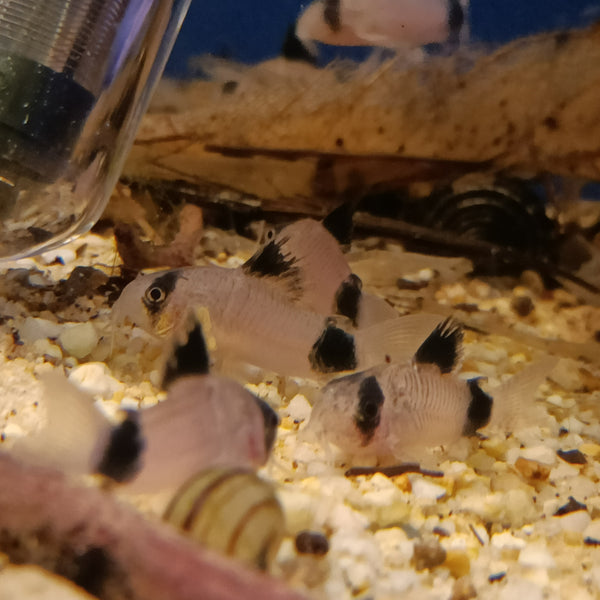 CORYDORAS PANDA