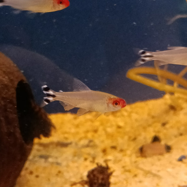 Hemigrammus Bleheri