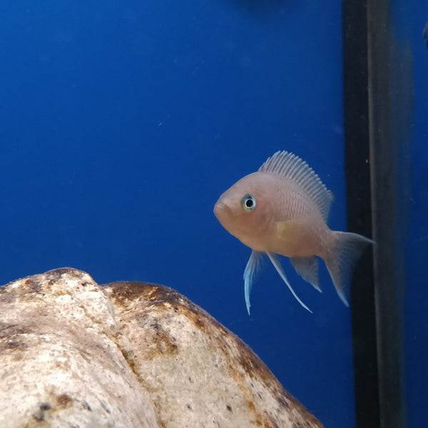 Neolamprologus Marunguensis