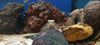 Stiphodon Ornatus
