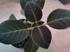 PEARCEA ABUNDA