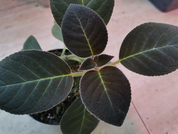 PEARCEA ABUNDA