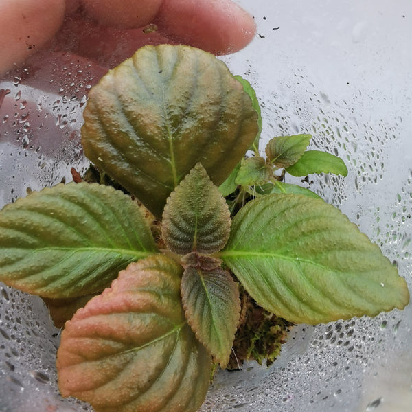DIASTEMA SP. COBRE