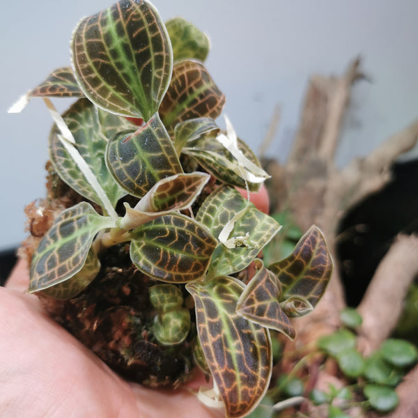 ORQUIDEA MACODES SANDERIANA