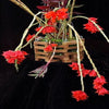 ORQUIDEA DENDROBIUM LAWESII