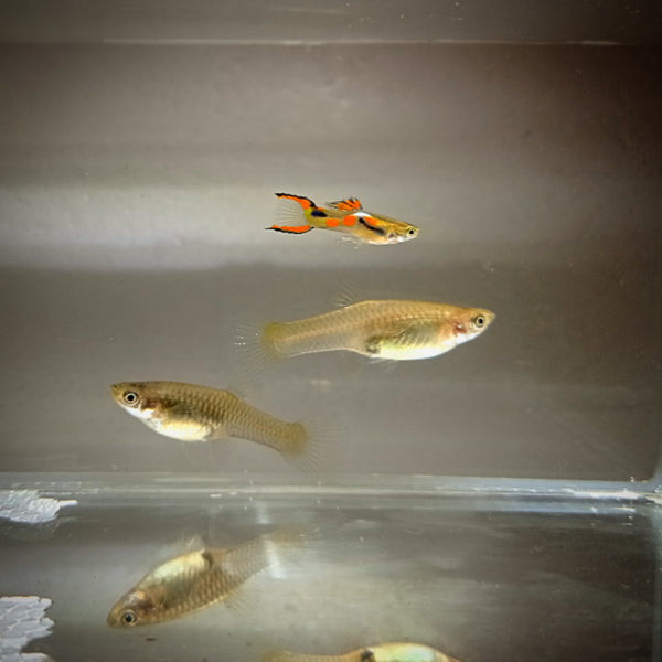 TRIO DE POECILIA ENDLERI