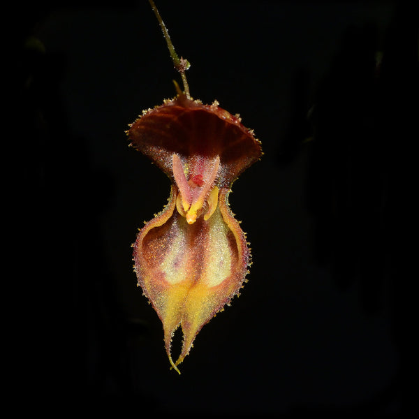 ORQUIDEA LEPANTHES MARTINAE