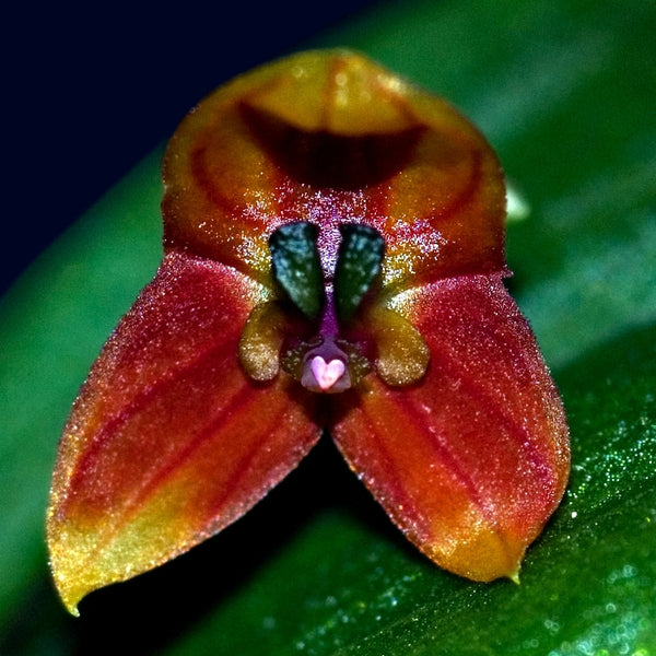 LEPANTHES NIESSENIAE