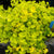 LYSIMACHIA AUREA