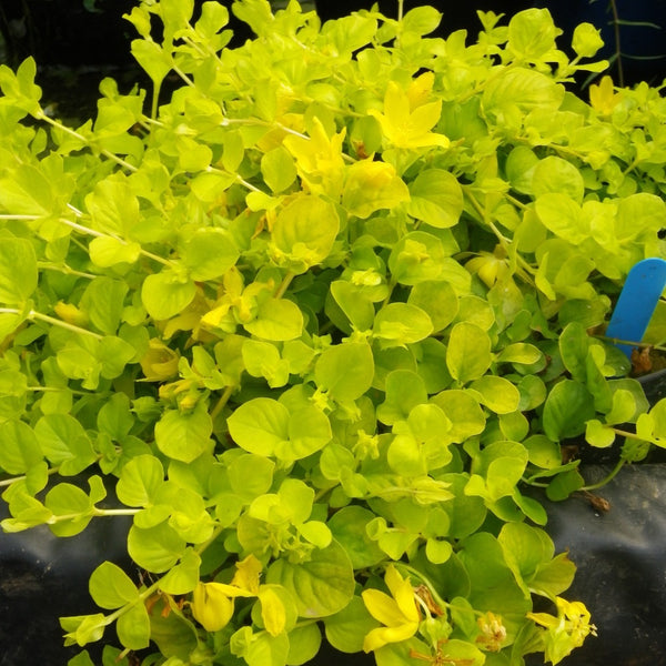 LYSIMACHIA AUREA