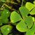 Marsilea Hirsuta