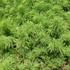 MYRIOPHYLLUM PROPINQUUM