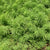 MYRIOPHYLLUM PROPINQUUM