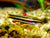 Nannostomus Marginatus
