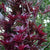 BROMELIA NEOREGELIA SCHULTESIANA FIREBALL