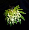 ORNITHOCEPHALUS POWELLI