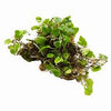 MICROGRAMMA REPTANS
