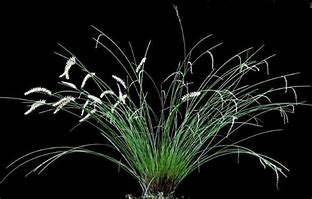 DENDROCHILUM LUZONENSE