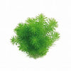 POGOSTEMON ERECTUS IN VITRO