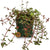 PLANTA TAPIZANTE PEPEROMIA RUBELLA