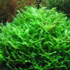 MONOSELENUM TENELLUM