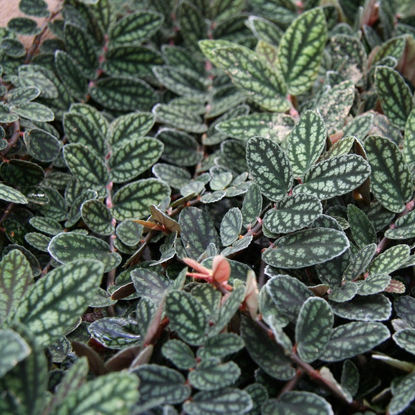 PELLIONIA PULCHRA