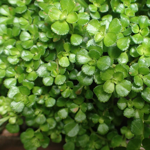 PLANTA TAPIZANTE PILEA DEPRESSA