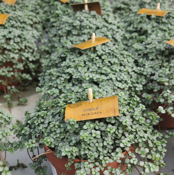 PLANTA TAPIZANTE PILEA GLAUCA