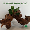 BUCEPHALANDRA MONTLAYANA RED MINI