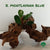 BUCEPHALANDRA MONTLAYANA RED MINI